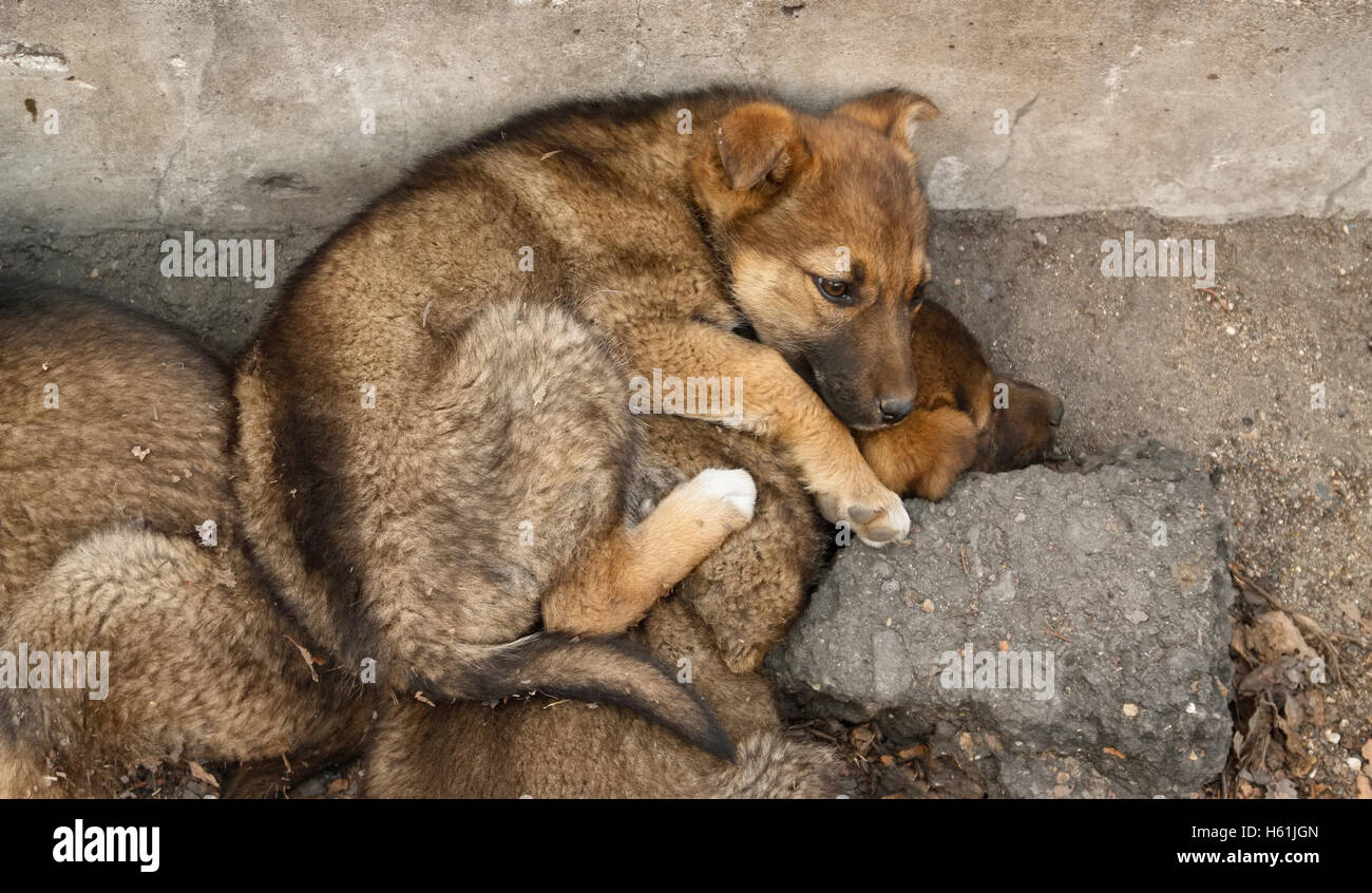 Obdachlose Welpen auf einander warm zu halten auf dem Boden liegen Stockfoto