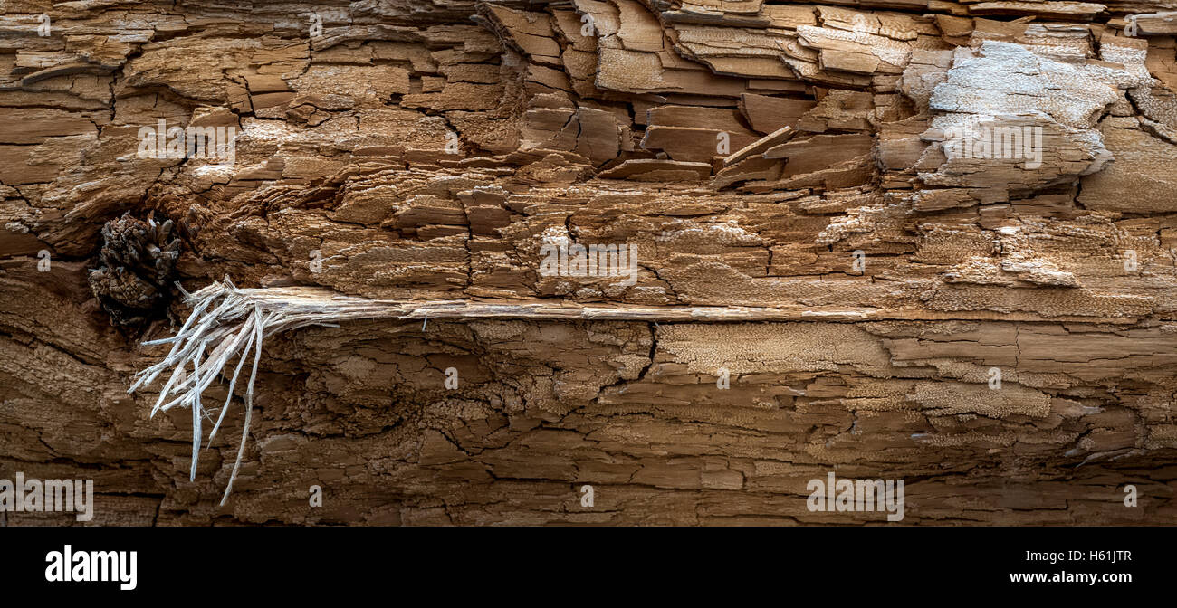 KARALOCH RUBY BEACH OLYMPIC NATIONALPARK OLYMPIC PENINSULA WASHINGTON USA Stockfoto
