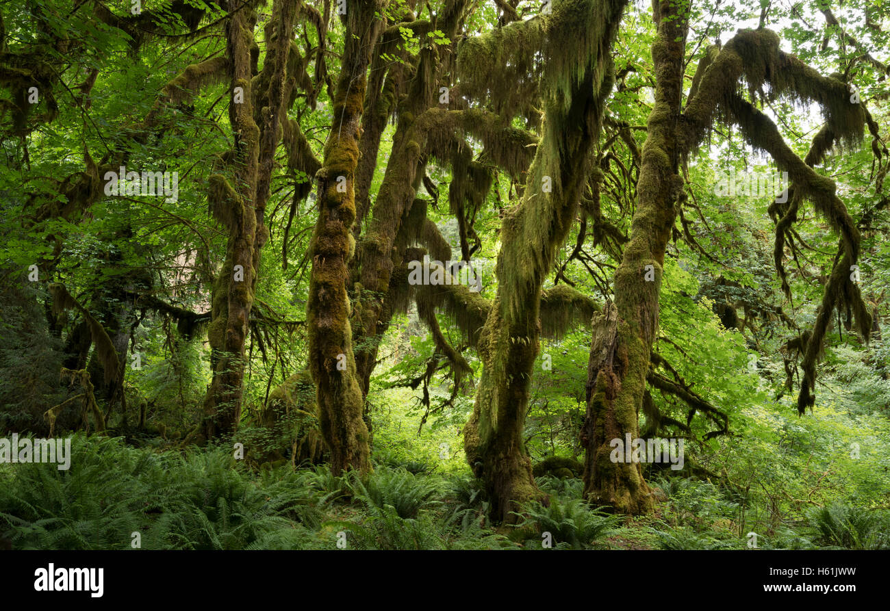 Olympic Nationalpark Washington State usa Stockfoto