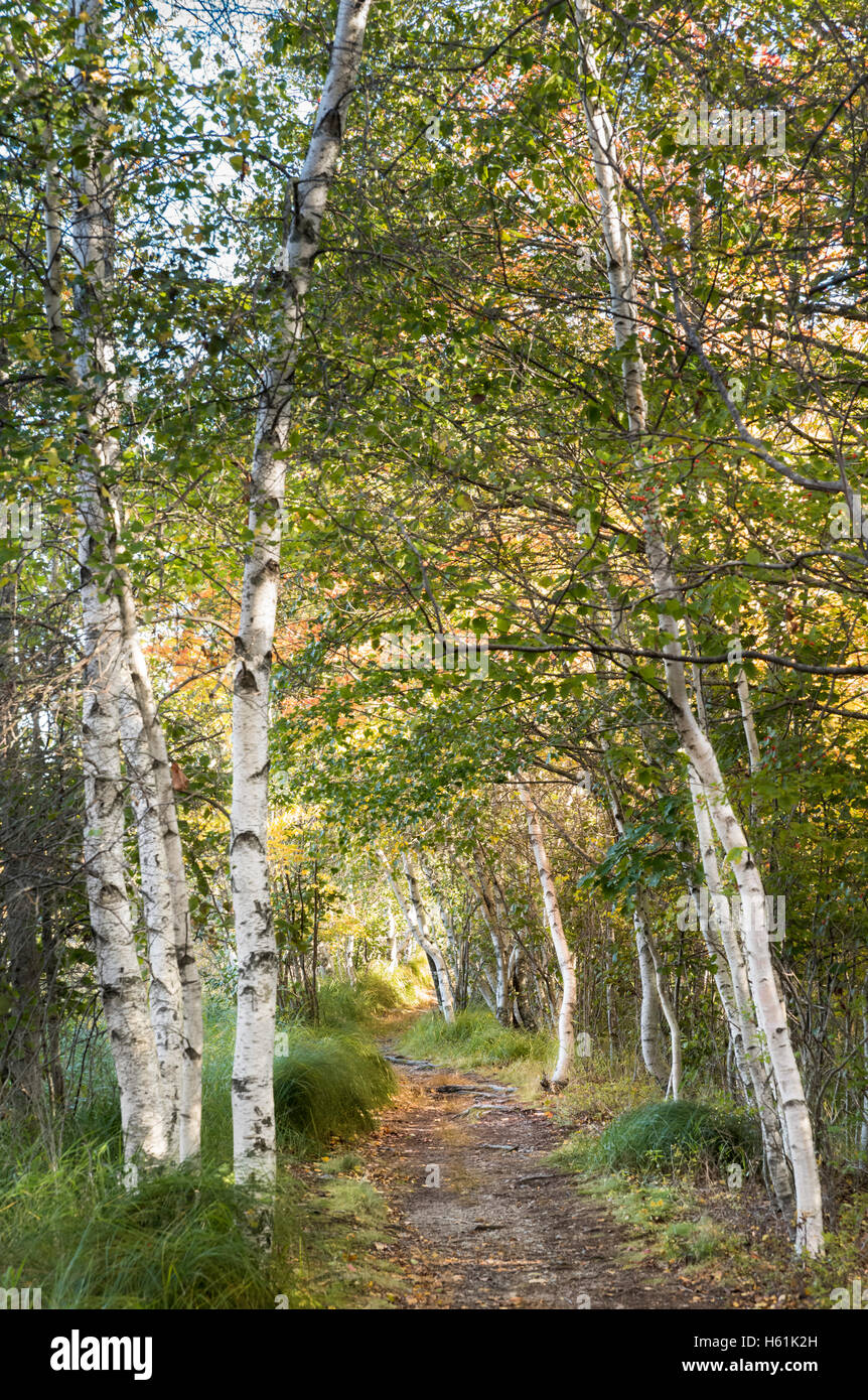 SIEUR DE MONTS ACADIA NATIONAL PARK MOUNT DESERT ISLAND MAINE USA HERBST LAUB BIRKE Stockfoto