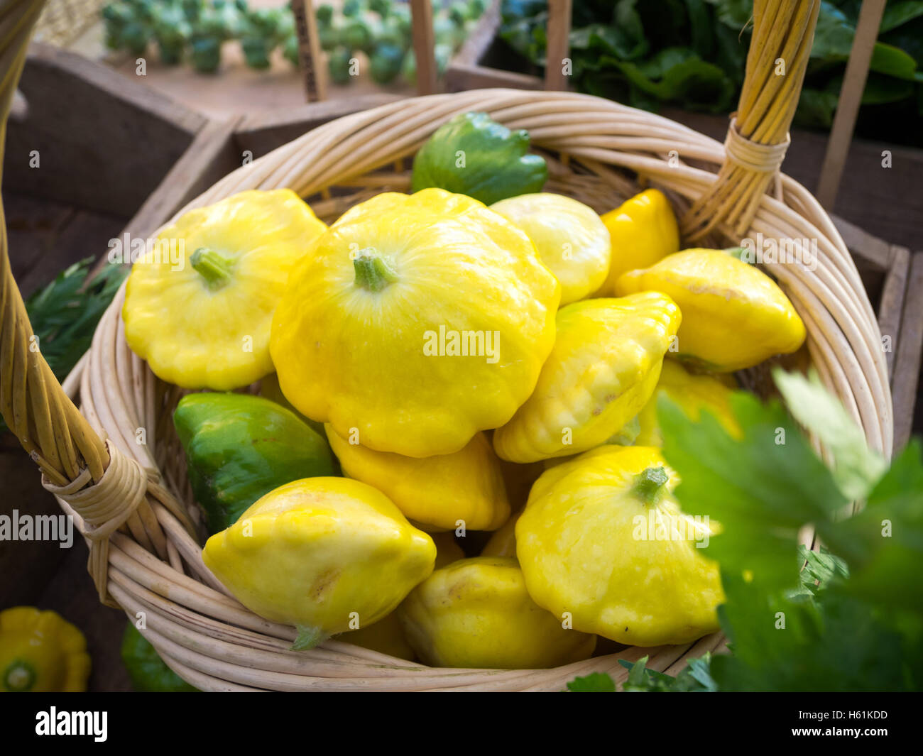 Pattypan Kürbisse zum Verkauf an die Stadt vermarkten (104 Street Market) in Edmonton, Alberta, Kanada. Stockfoto