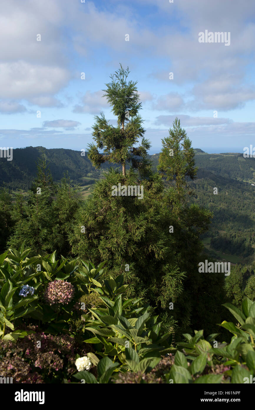 Die Flora der Insel Sao Miguel, Azoren Stockfoto