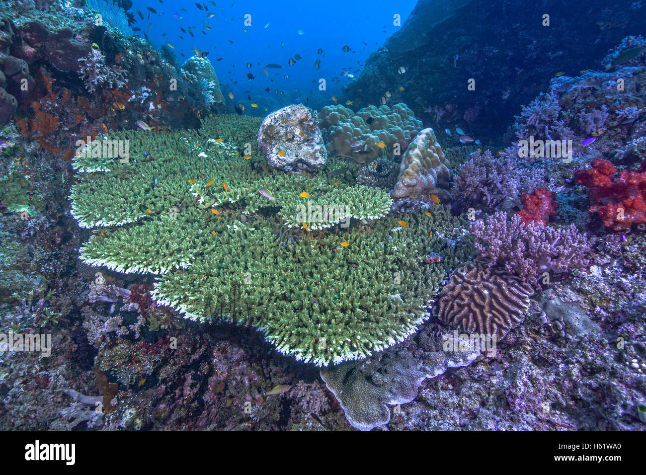 Orange clownfisch Peer aus Lila Perlen Tentakeln der Teppich Anemone Stockfoto