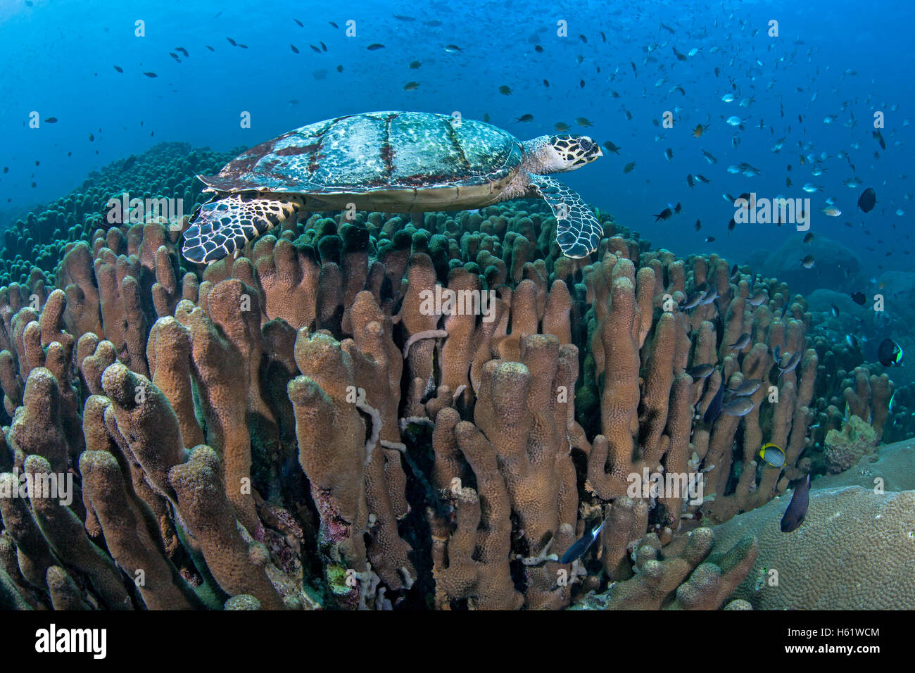 Echte Karettschildkröte schwimmt über Korallenriff. Stockfoto