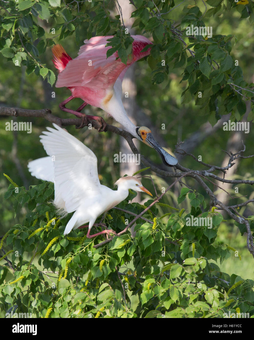 Rosenlöffel (Platalea ajaja) attackiert das Rind Egret (Bubulcus ibis) auf einem Baum in der Nistbucht, Louisiana Stockfoto