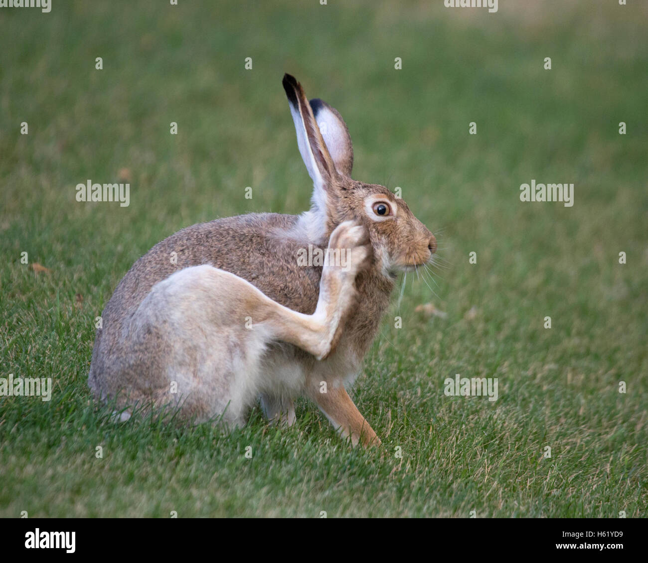 Weißer Schwanzkaninchen (Lepus townsendi) kratzt das Gesicht mit dem Hinterfuß Stockfoto