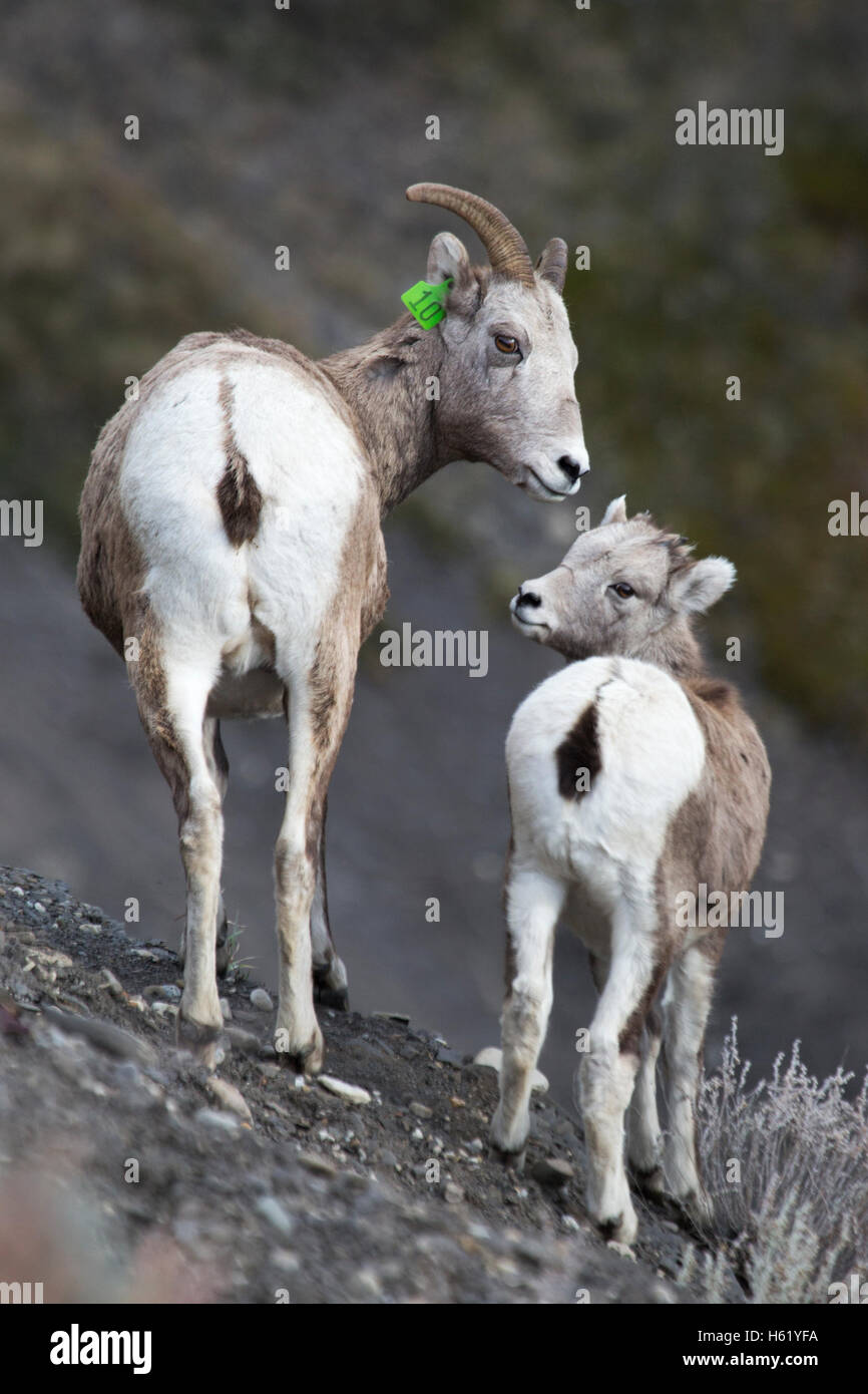 Rocky Mountain Bighorn Schafe Schaf und Lamm (Ovis Canadensis Canadensis) in Sheep River Wildlife Sanctuary Stockfoto
