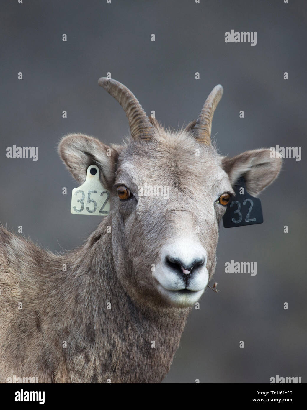 Rocky Mountain Dickhornschaf (Ovis Canadensis Canadensis) in Sheep River Wildlife Sanctuary Stockfoto
