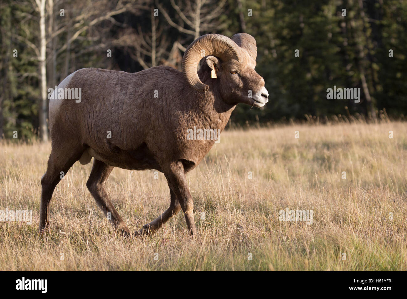Rocky Mountain Dickhornschaf (Ovis Canadensis Canadensis) in Sheep River Wildlife Sanctuary Stockfoto