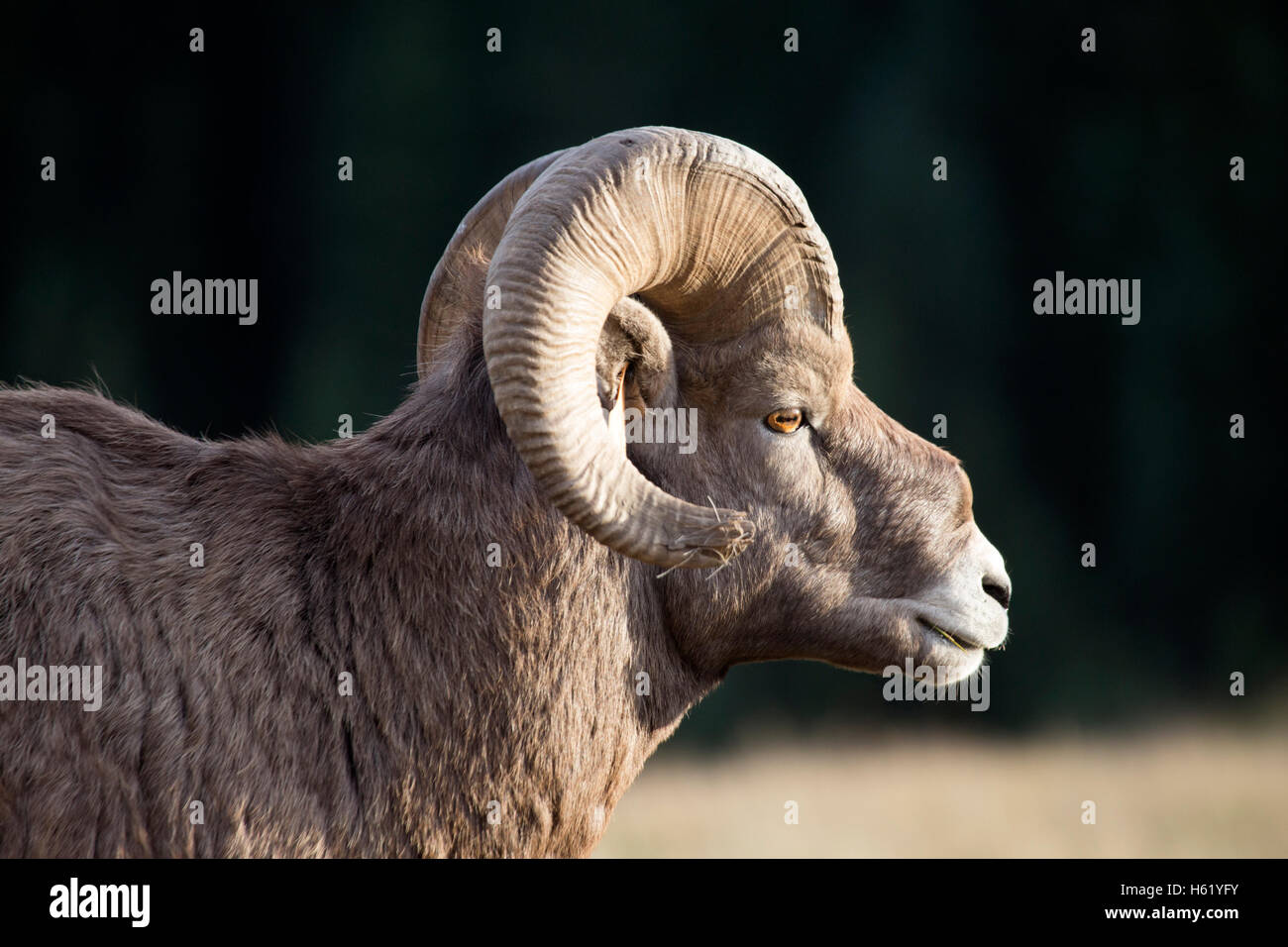 Rocky Mountain Dickhornschaf (Ovis Canadensis Canadensis) mit Anzeichen des Alterns - gebrochene Hornspitze und römische Nase Stockfoto