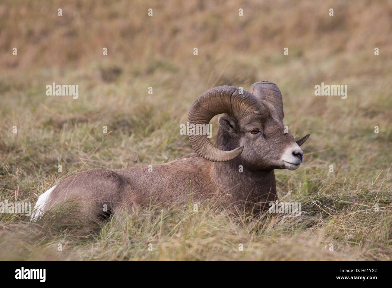 Rocky Mountain Bighorn Schaframm mit Hörnern (Ovis canadensis canadensis) im Sheep River Wildlife Sanctuary, Alberta, Kanada Stockfoto