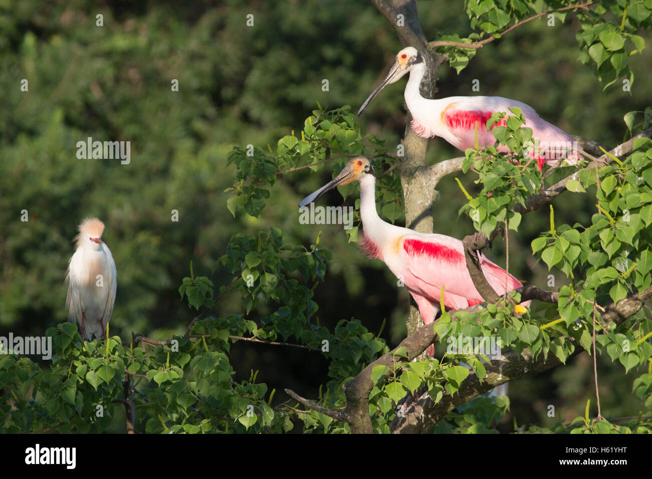 Roseatlöffelchen (Platalea ajaja), das in einem Baum in der Saatkrähenkolonie mit Rinderreiher (Bubulcus ibis), Louisiana, thront Stockfoto