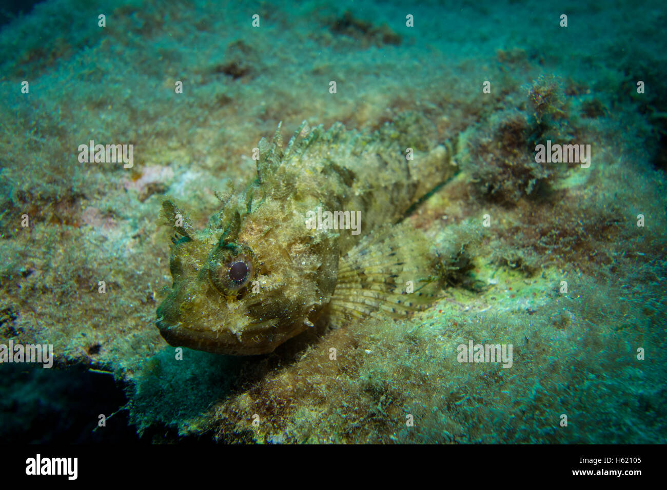 Voller Größe kleine Drachenköpfe, Scorpaena notieren, auf Felsen von Algen bedeckt. Stockfoto