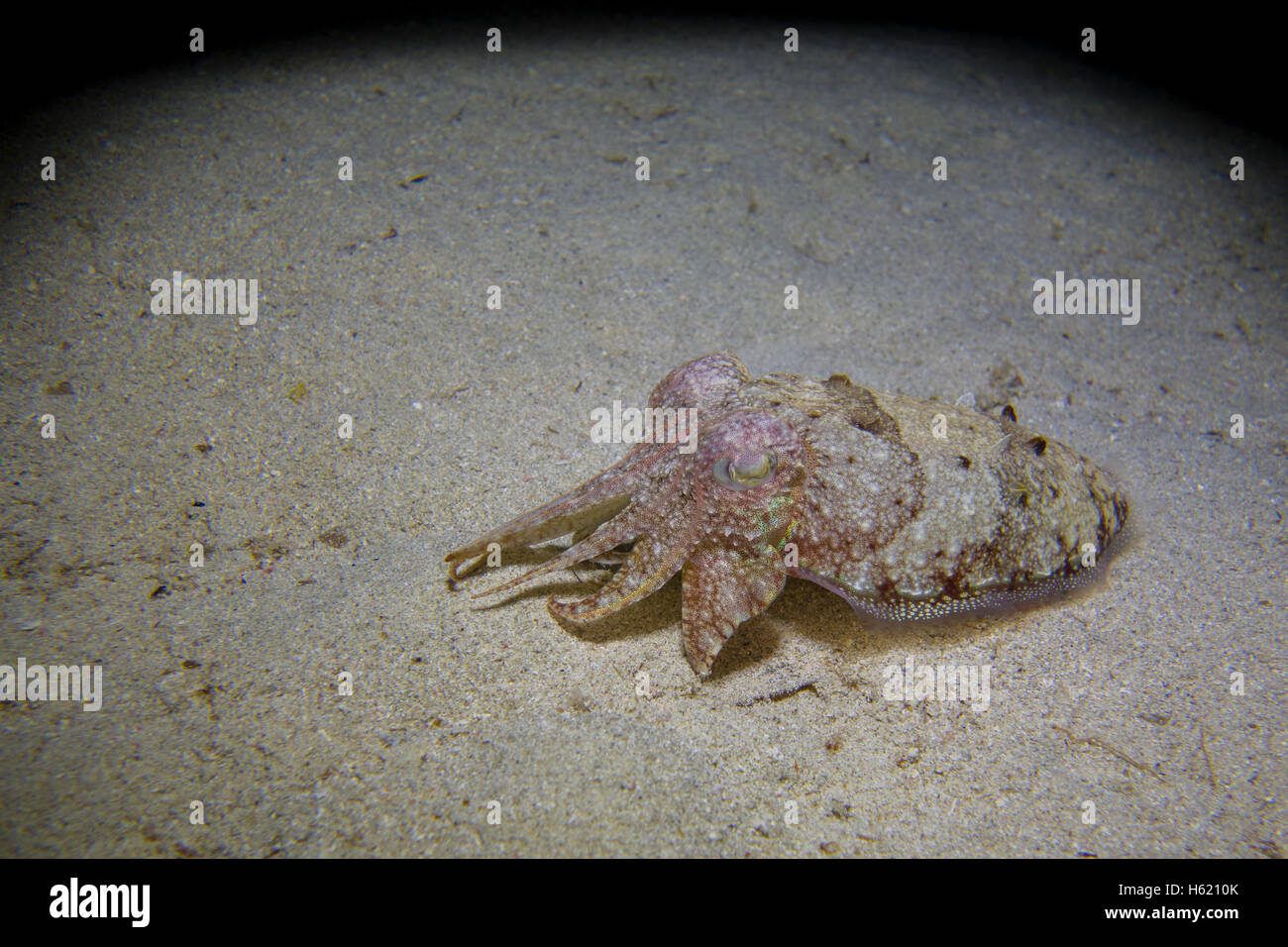 Gemeinsamen Tintenfisch, Sepia Officinalis, im Mittelmeer in Malta Stockfoto