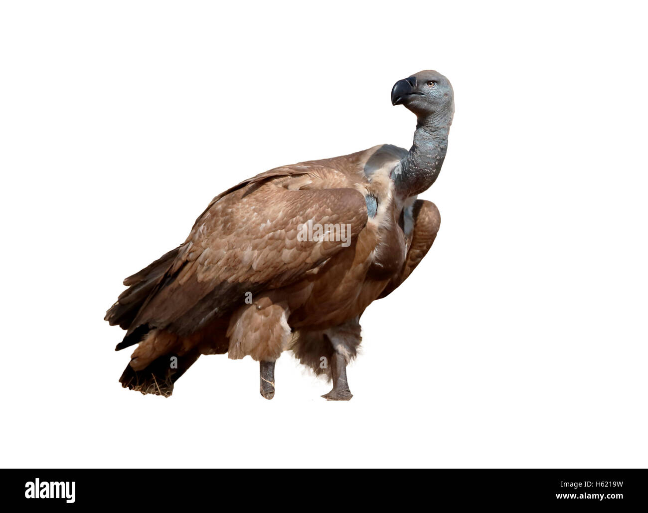 Kap-Geier, abgeschottet Coprotheres, einziger Vogel am Boden, Südafrika, August 2015 Stockfoto