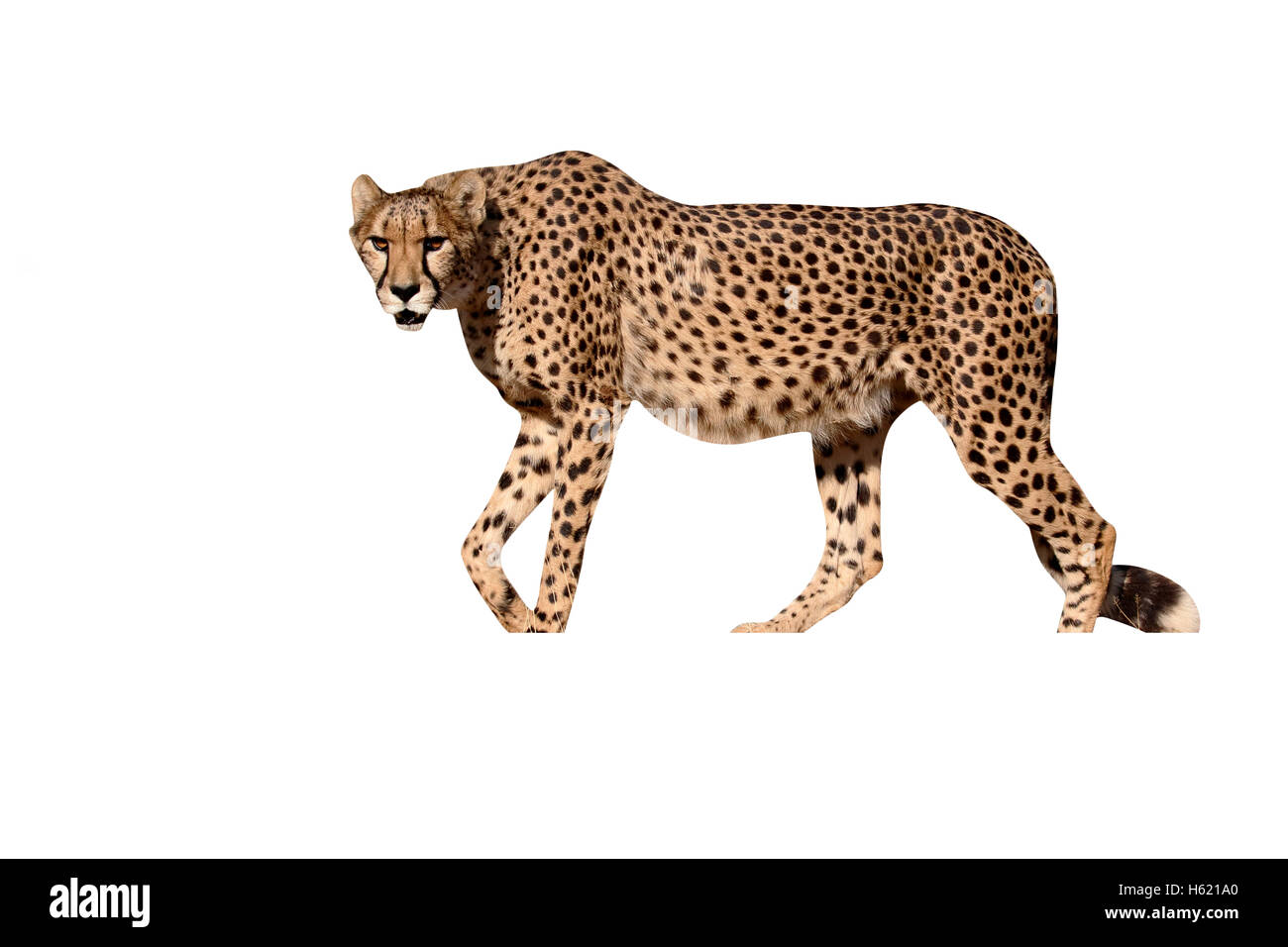 Gepard, Acinonyx Jubatus, einziges Säugetier, Südafrika, August 2015 Stockfoto