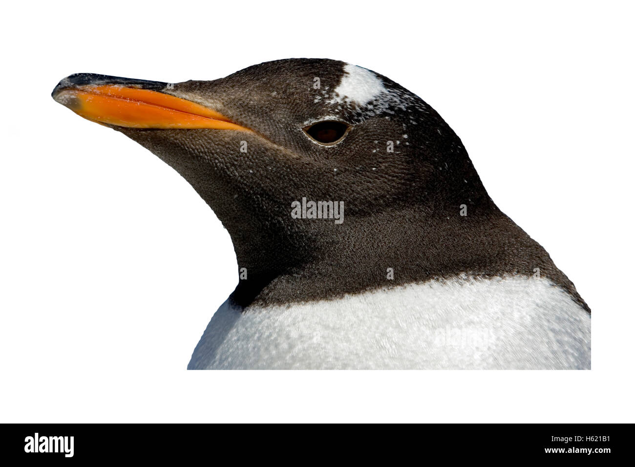 Gentoo Penguin, Pygoscelis Papua, einziger Vogel durch Wasser, Falkland Stockfoto