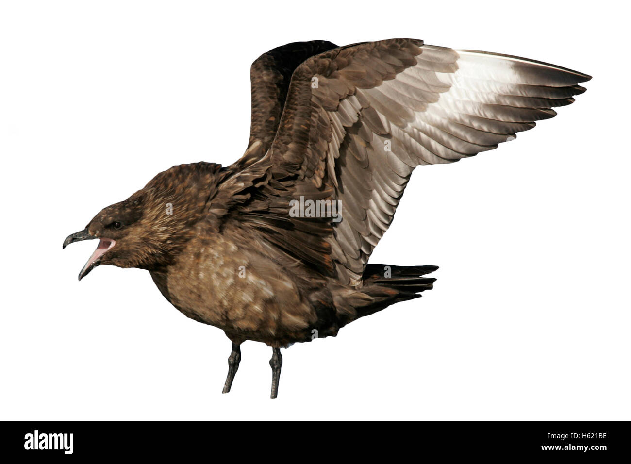 Great Skua Stercorarius Skua, einziger Vogel durch Wasser, Falkland Stockfoto