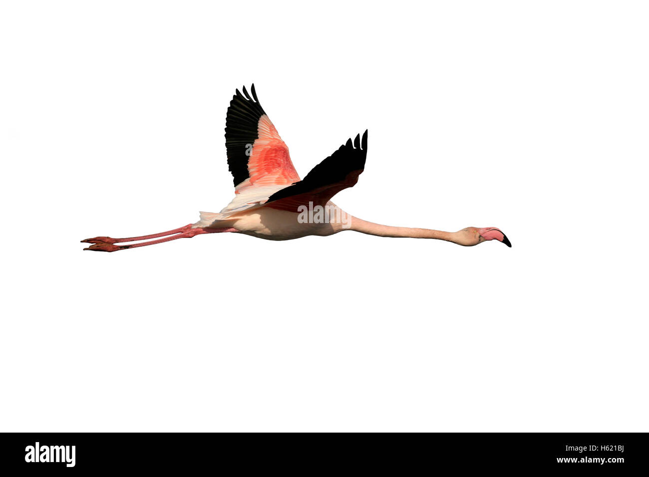 Größere Flamingo, Phoenicopterus Ruber, einziger Vogel im Flug, Frankreich Stockfoto