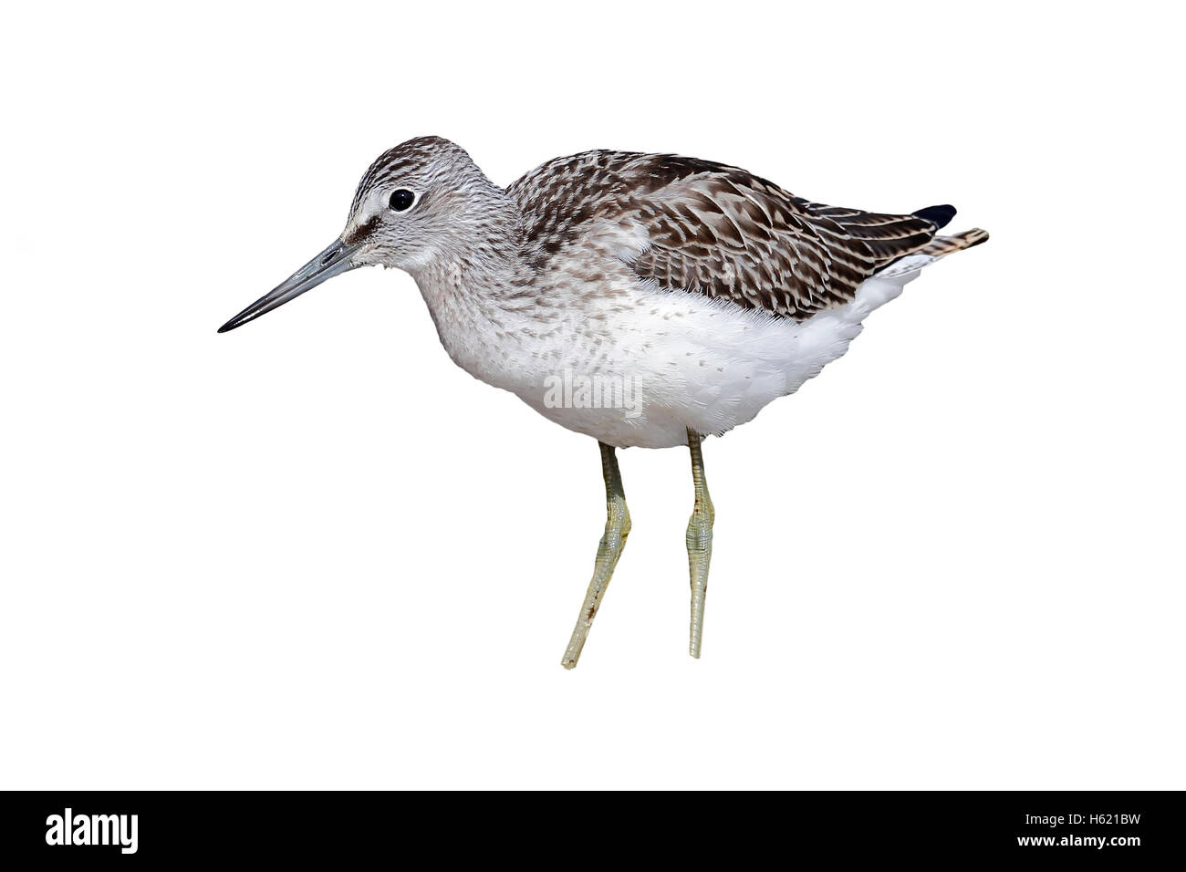 Grünschenkel Tringa Nebularia, einziger Vogel im Wasser, Warwickshire, August 2013 Stockfoto