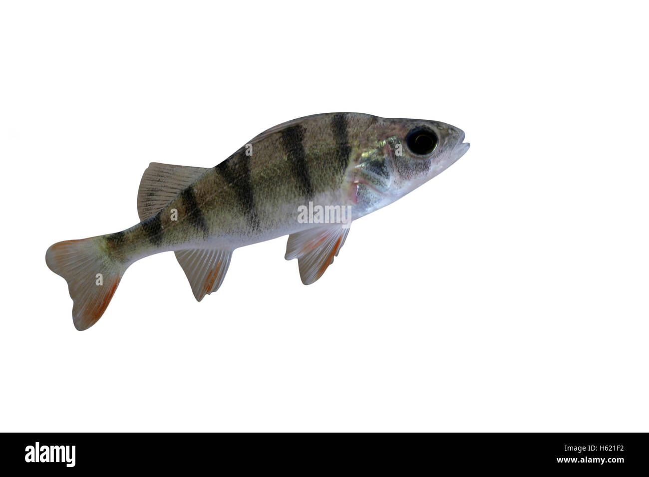 Barsch, Percha Fluviatilis, einzelne Fisch im Wasser Stockfoto
