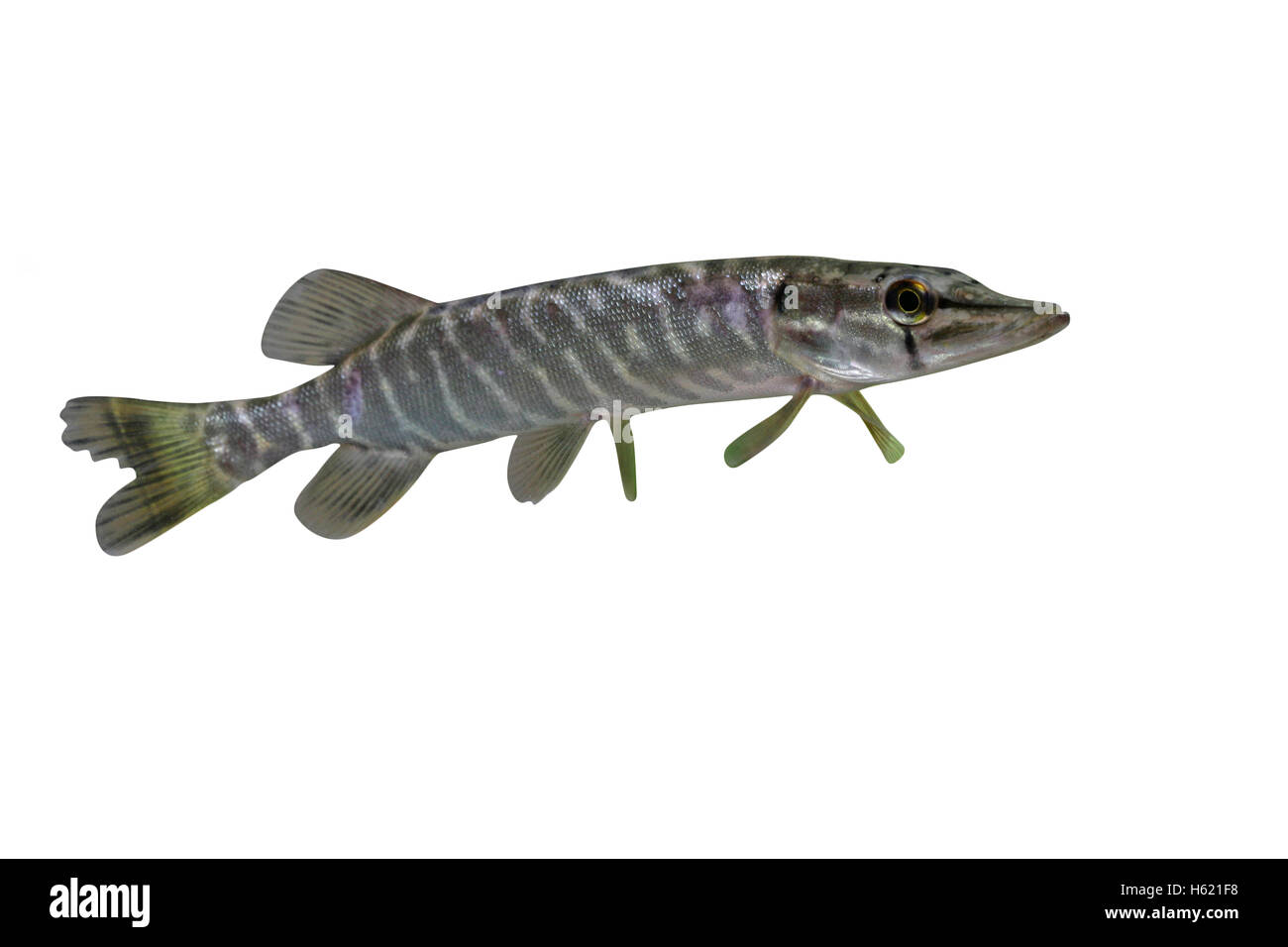Hecht, Esox Lucius, einzelne Fisch im Wasser Stockfoto