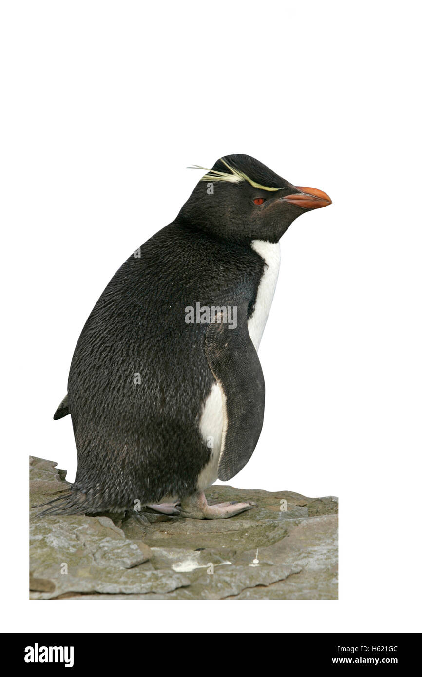 Rockhopper Penguin, Eudyptes Chrysocome, einziger Vogel auf Felsen, Falkland Stockfoto