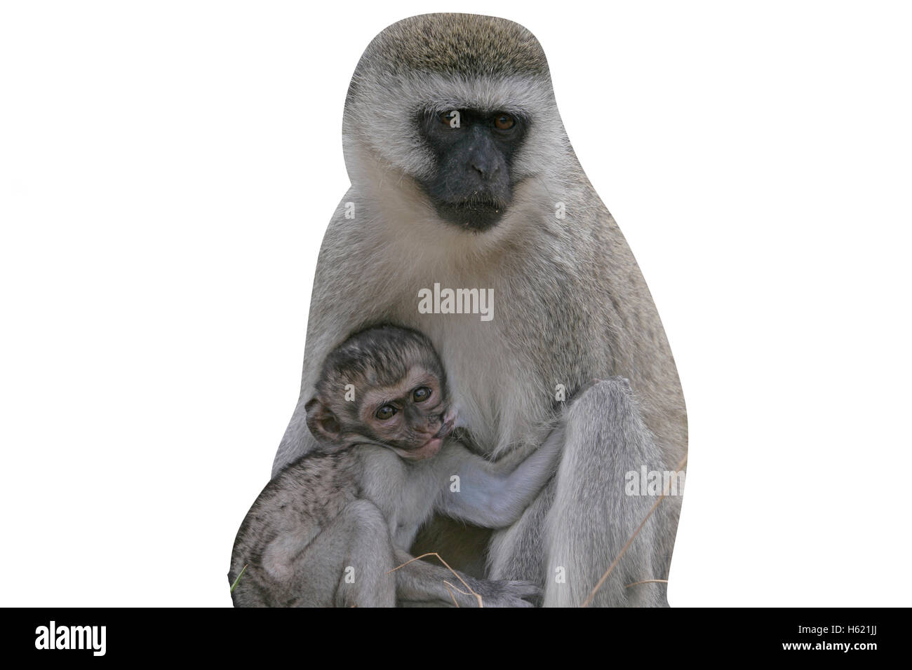 Vervet oder Green Monkey, Chlorocebus Pygerythrus, einziges Säugetier mit Baby, Tansania Stockfoto