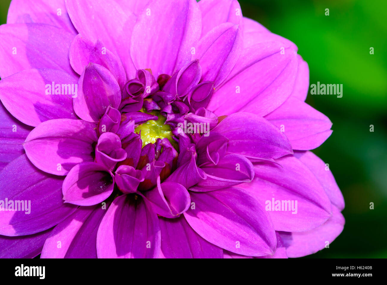 Lavendel Dahlia Nahaufnahme mit lebendigen Farben Stockfoto