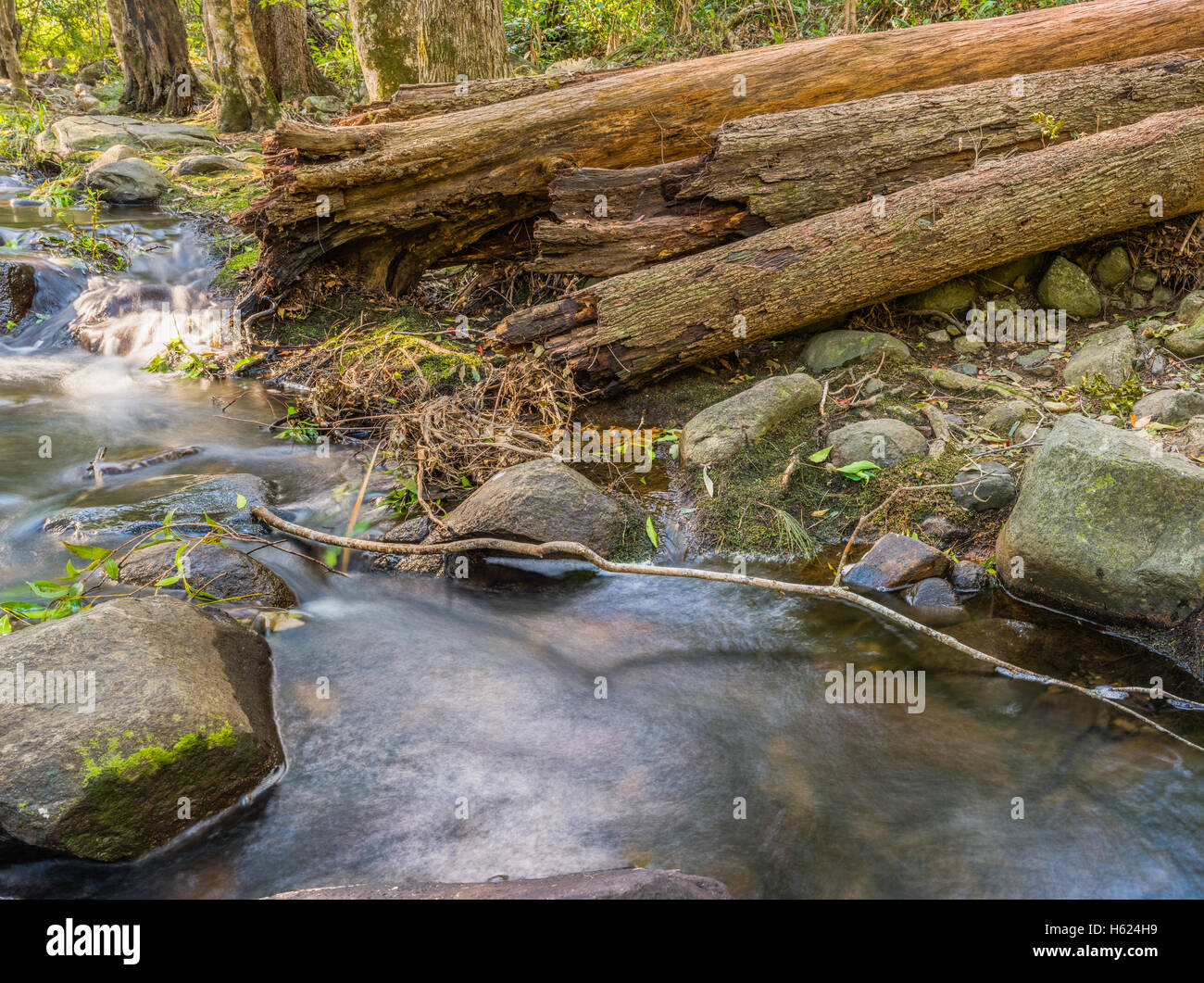 Eine sanfte Cedar Creek in der Nähe von Samford in Queensland, Australien Stockfoto Eine sanfte Cedar Creek in der Nähe von Samford in Queensland, Australien Stockfoto