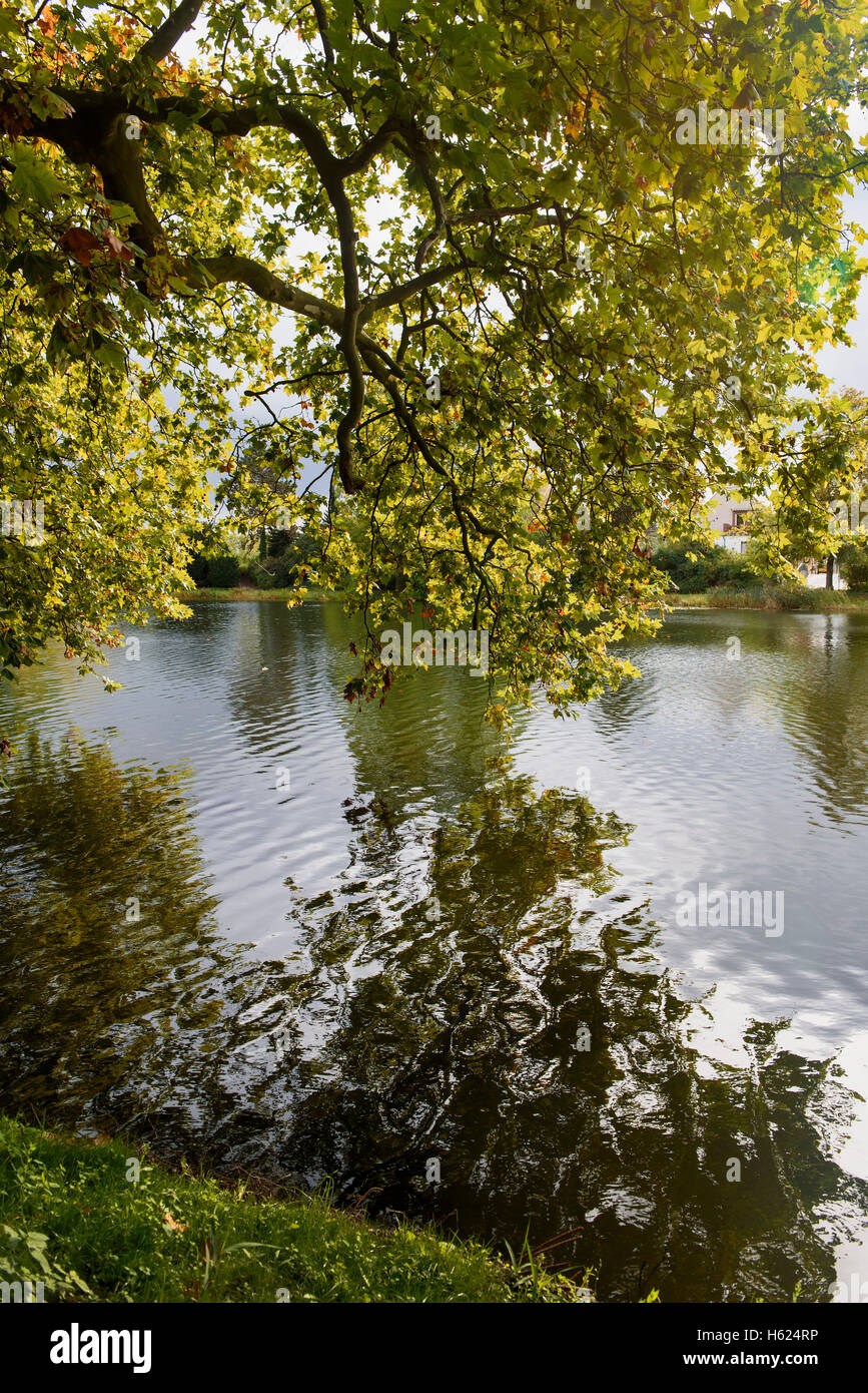 Platanen [Gattung Platanus] am Wörlitzer See, neue Gelände des