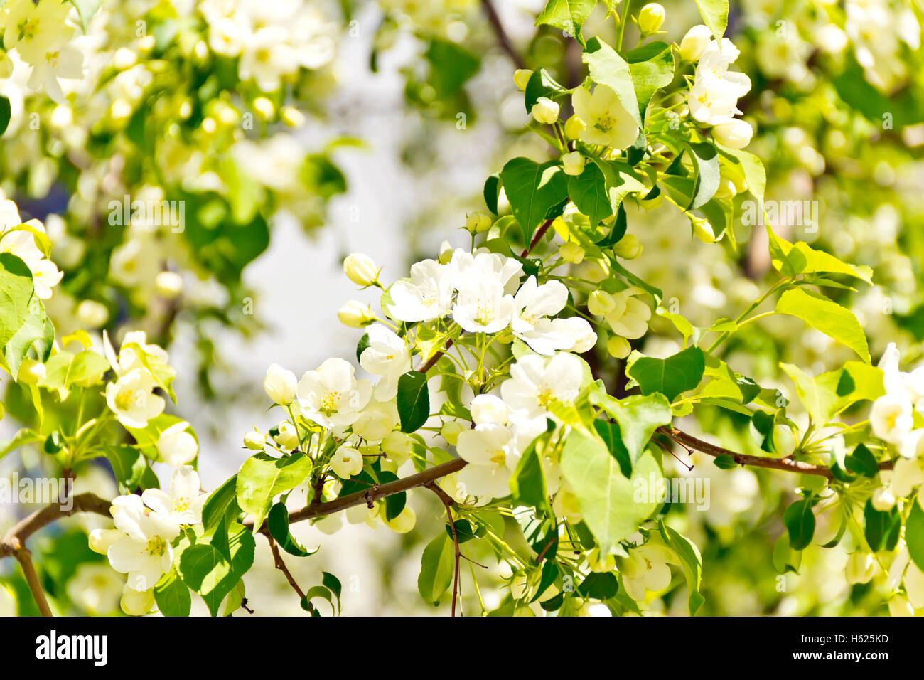 Grüner Zweig mit weißen Apple-Blumen im Frühling Stockfoto