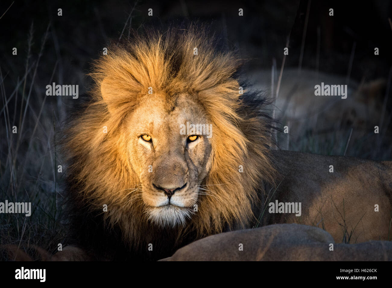 Schöne Tier. Löwe schaut direkt in die Kamera. Stockfoto
