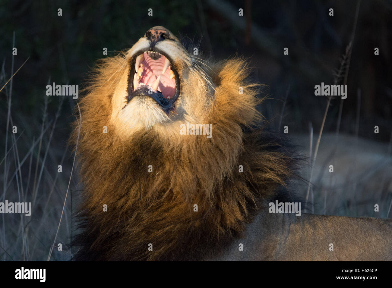 Großes Gähnen des Löwen Stockfoto