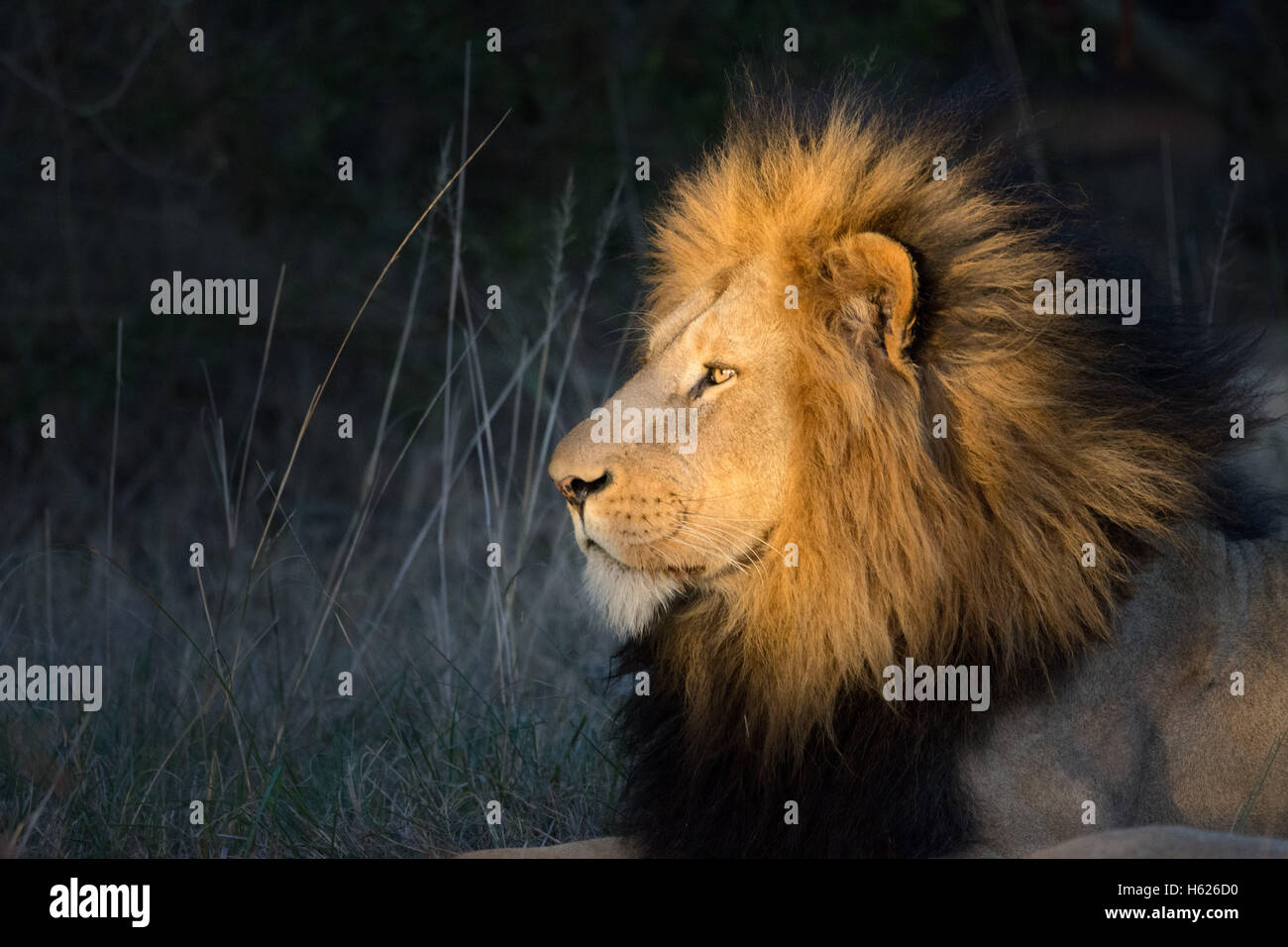 Löwe, ausruhen, genießen Sie die untergehende Sonne. Seitenprofil Stockfoto
