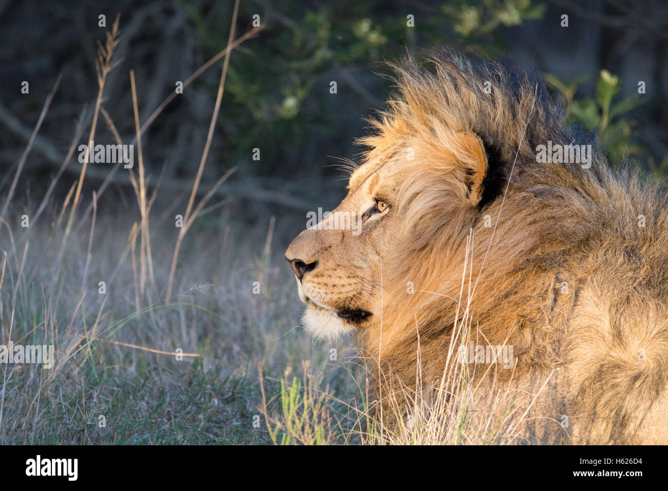 Löwe, ausruhen, genießen Sie die untergehende Sonne. Stockfoto