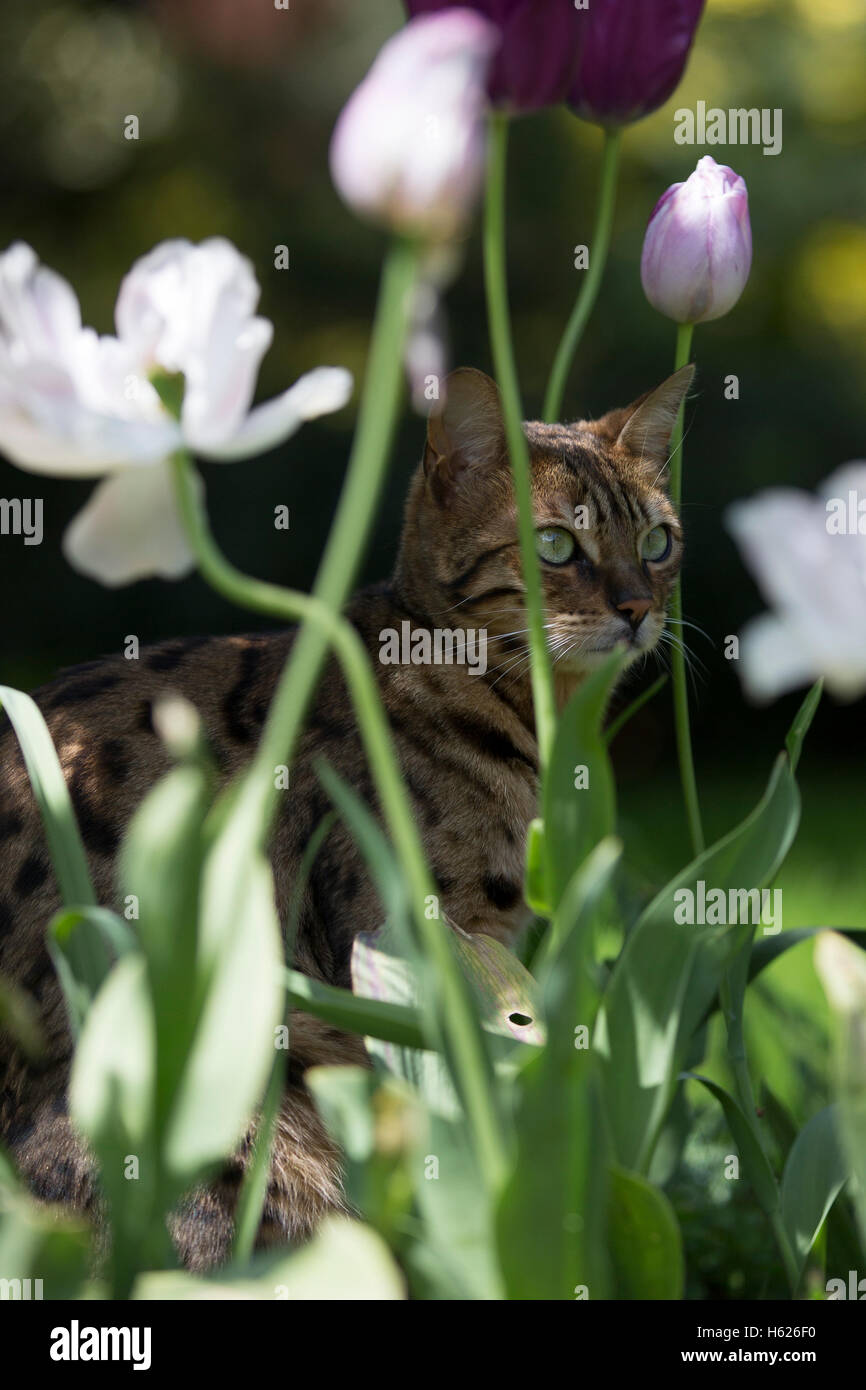 Bengal Cat Bilder Stockfoto