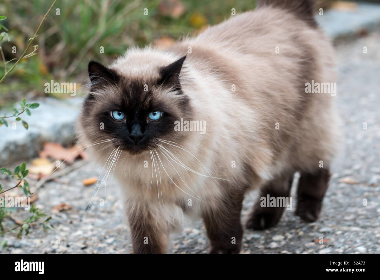 Himalayan cat -Fotos und -Bildmaterial in hoher Auflösung – Alamy