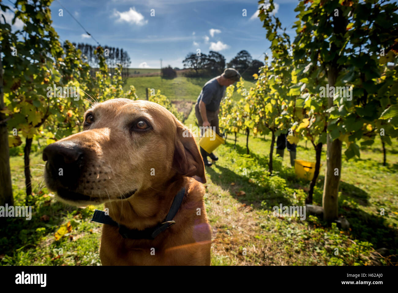 Edmund Limerick, einer freiwilligen Traube-Picker auf dem Breaky unten-Weingut in der Nähe von Lewes in East Sussex, mit seinem Hund Redmund. Englis Stockfoto