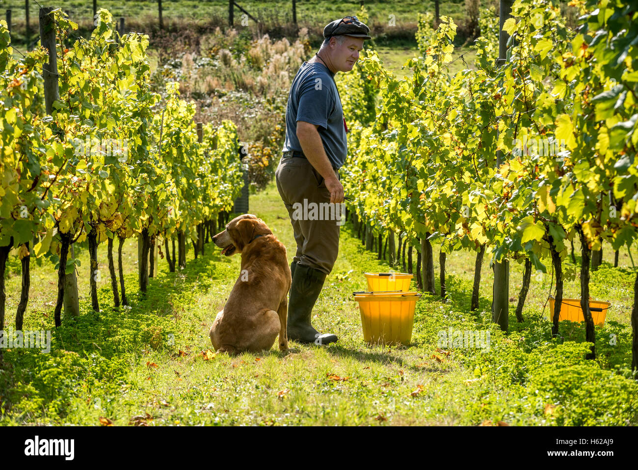Edmund Limerick, einer freiwilligen Traube-Picker auf dem Breaky unten-Weingut in der Nähe von Lewes in East Sussex, mit seinem Hund Redmund. Englis Stockfoto