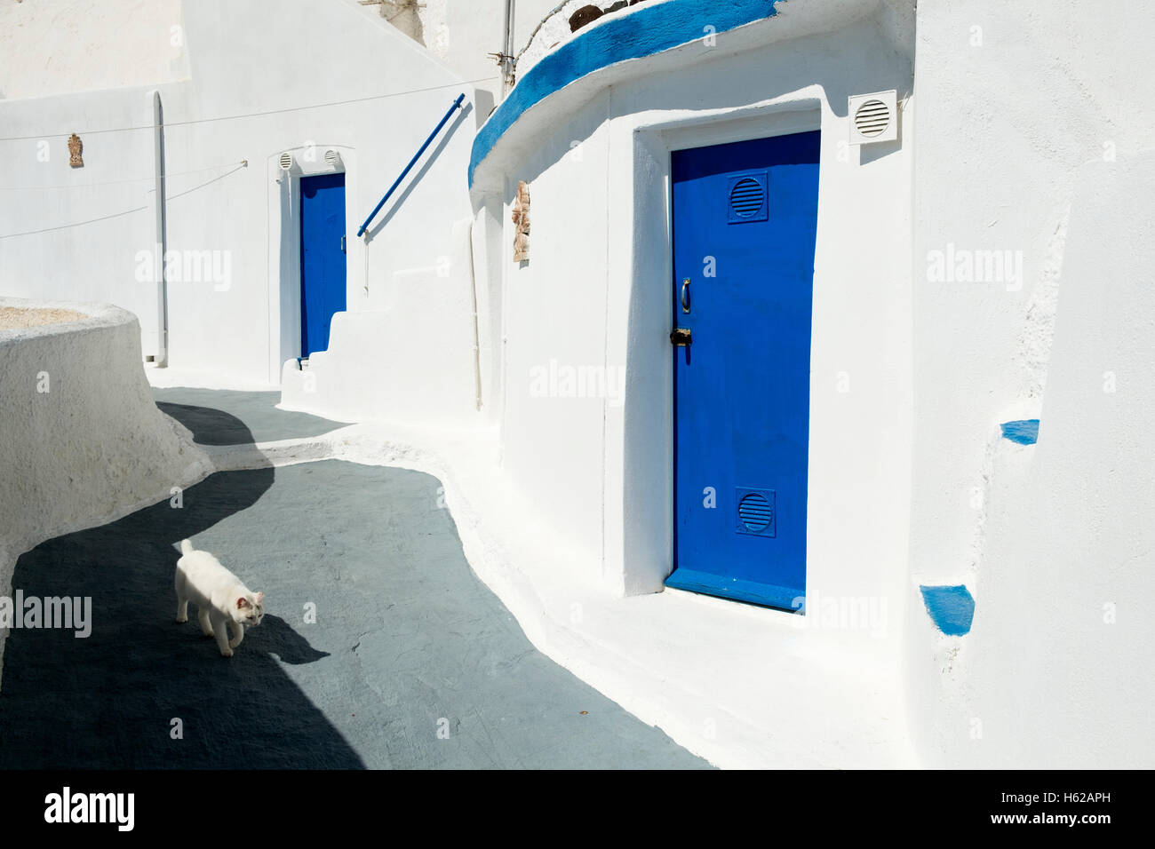 Eine Katze geht auf einem grau lackiert Straße vorbei an gewaschenen weißen Wänden und blauen Türen in Akrotiri, Santorin, Griechenland. Stockfoto