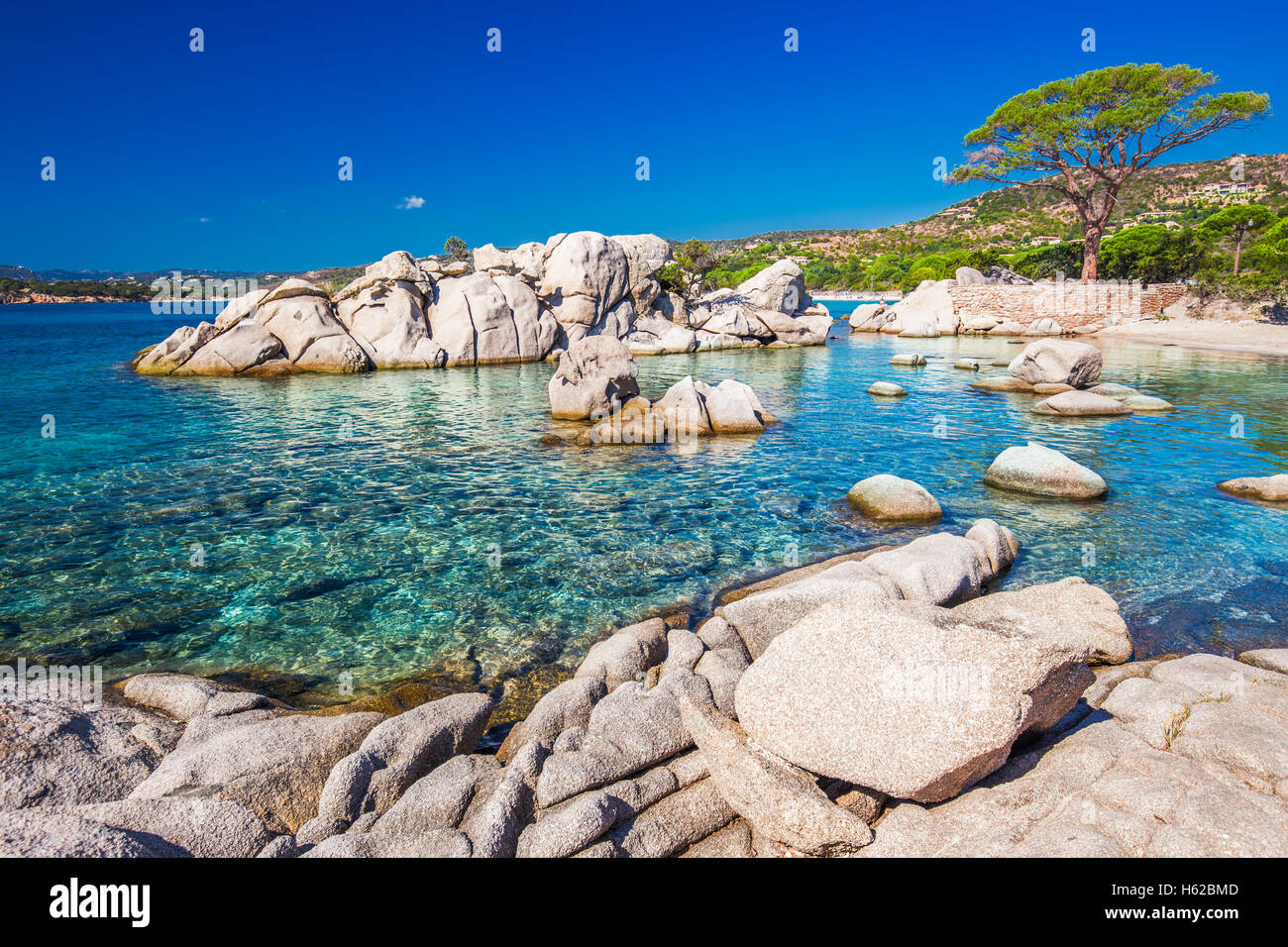Berühmte Kiefer auf Palombaggia Strand mit Azure klares Wasser und Sandstrand im Süden von Korsika, Frankreich Stockfoto