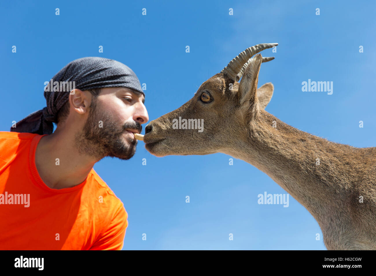 Fütterung der westlichen spanischer Steinbock Mann Stockfoto