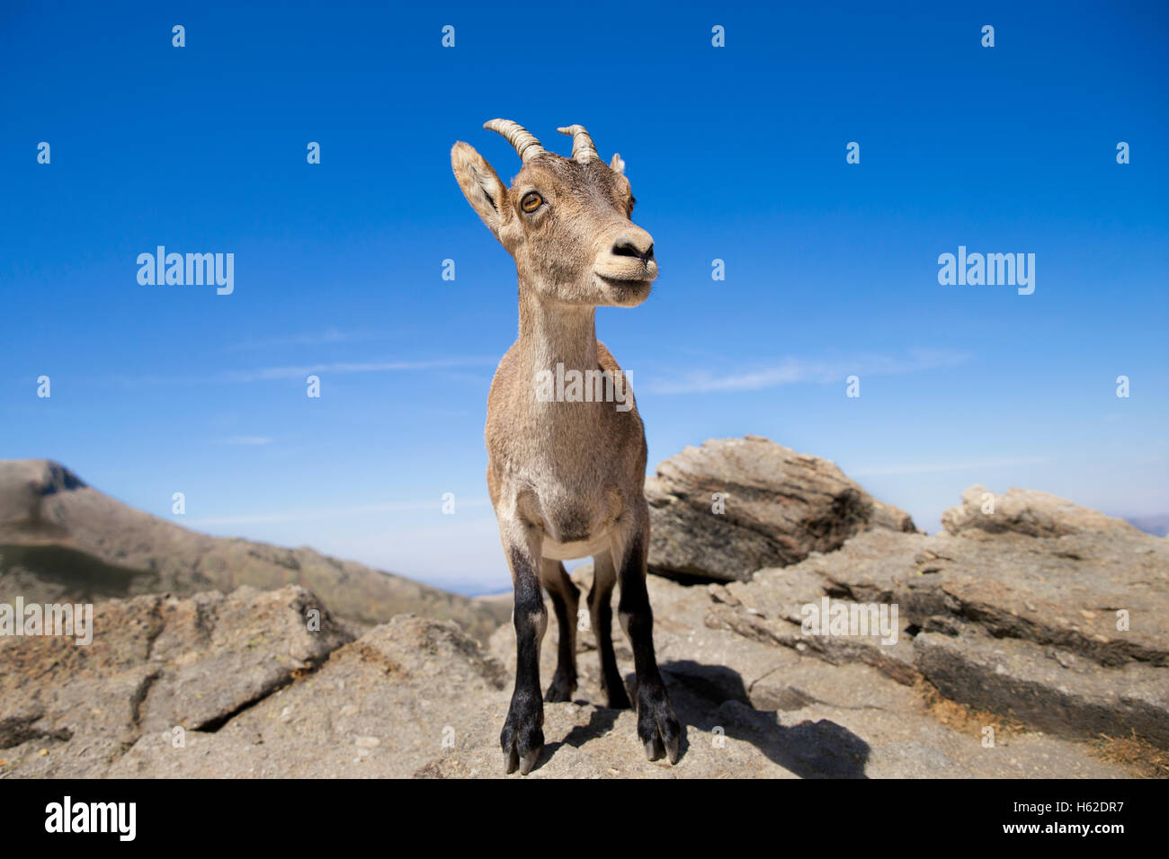 Spanien, Sierra de Gredos, westlichen spanischer Steinbock auf einem Felsen Stockfoto