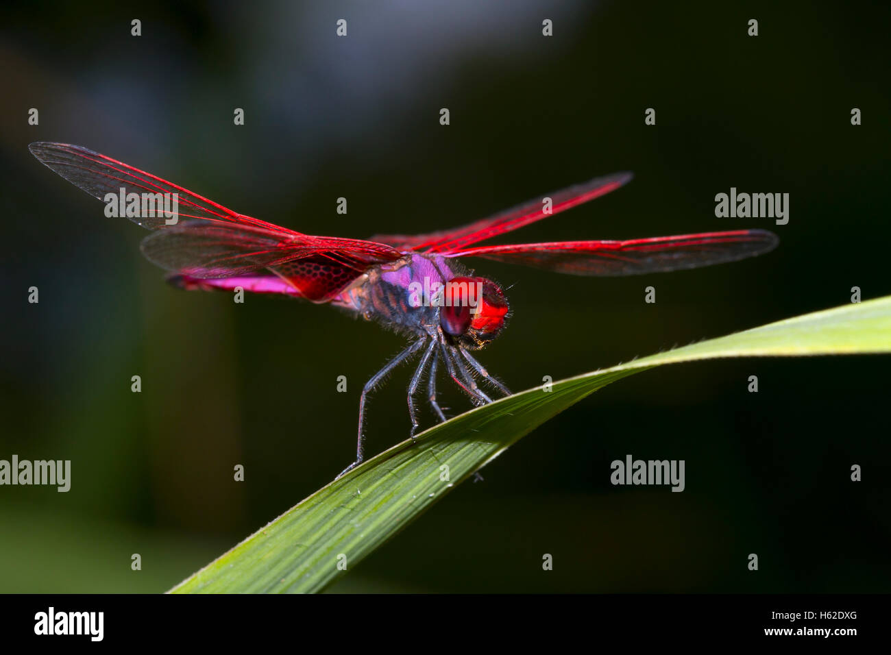 Crimson Marsh Segelflugzeug, Trithemis Aurora, Mae Wong Nationalpark Stockfoto