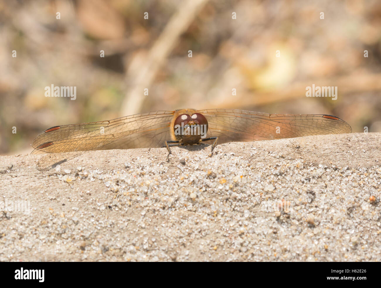 Frontalen Blick auf gemeinsame Darter Libelle (Sympetrum Striolatum) Stockfoto
