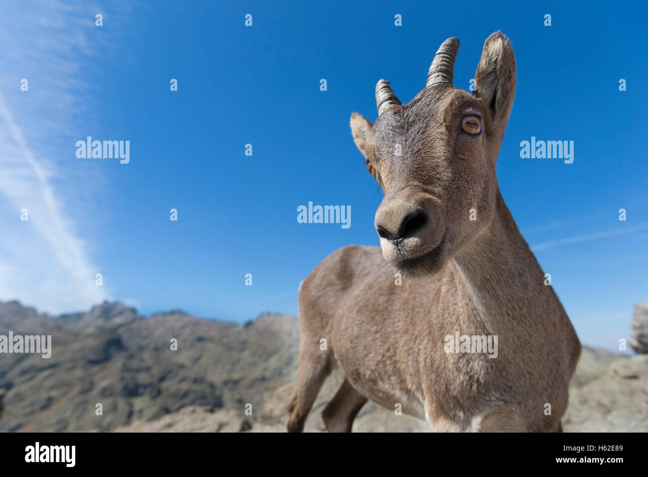 Spanien, Sierra de Gredos, westlichen spanischer Steinbock Stockfoto