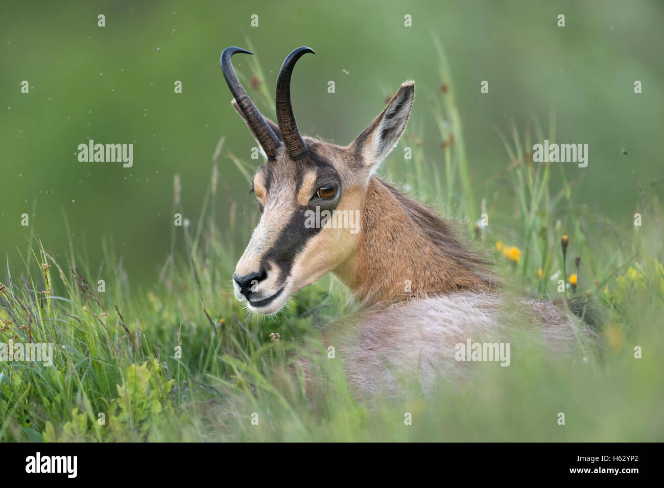 AlpenGämse / Gaemse ( Rupicapra rupicapra ), weiblich, auf einer Bergwiese ruht, im Gras liegend, Rücksicht auf die Tierwelt, Europa. Stockfoto
