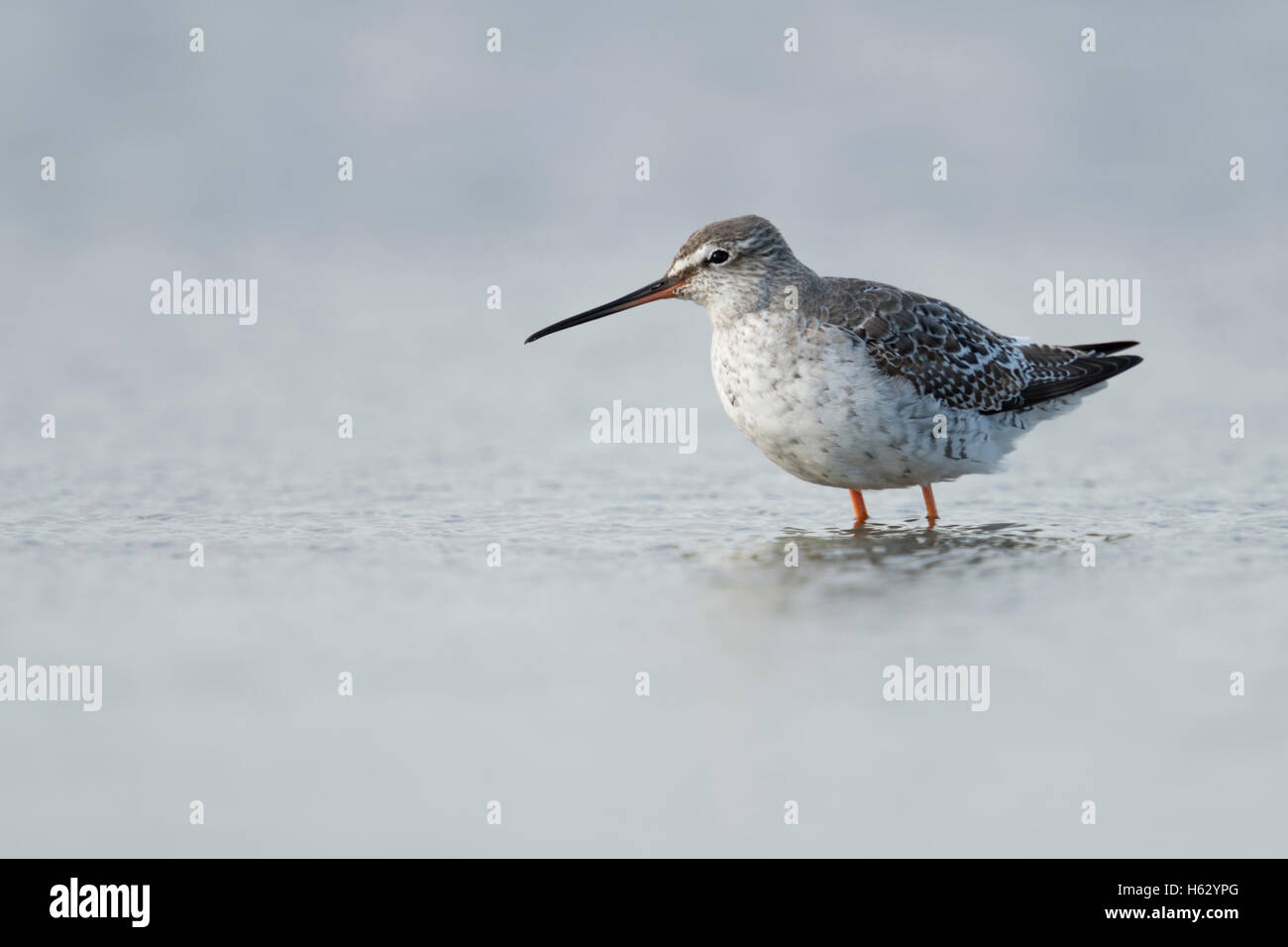 Gefleckter Rotschenkel / Dunkler Wasserlaeufer ( Chevalier arlequin ), einfaches Gefieder, ruht in seichten Gewässern, wattenmeer, Watvogel, Tierwelt, Europa. Stockfoto