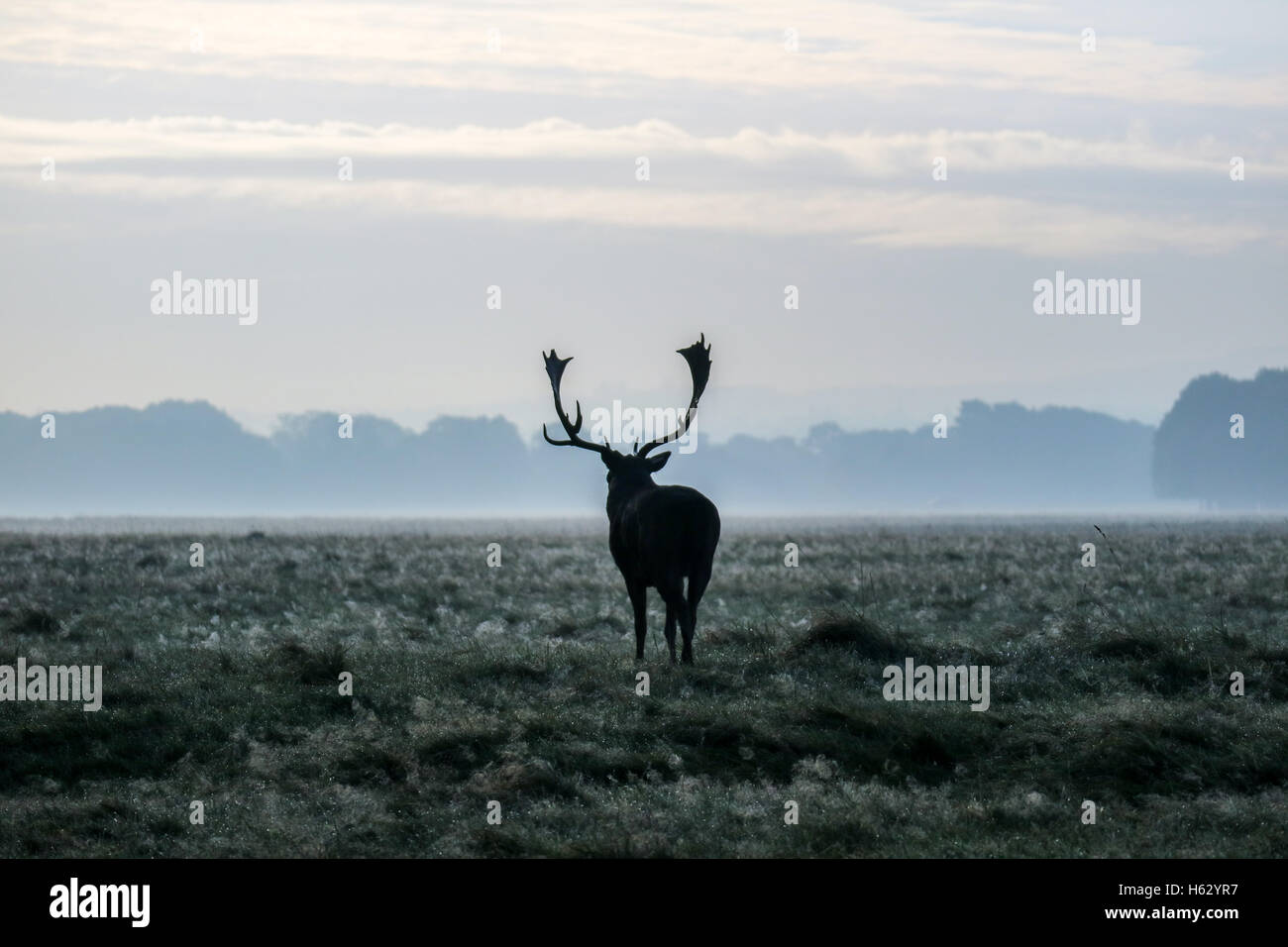 Hirsch Damhirsch silhouette Stockfoto